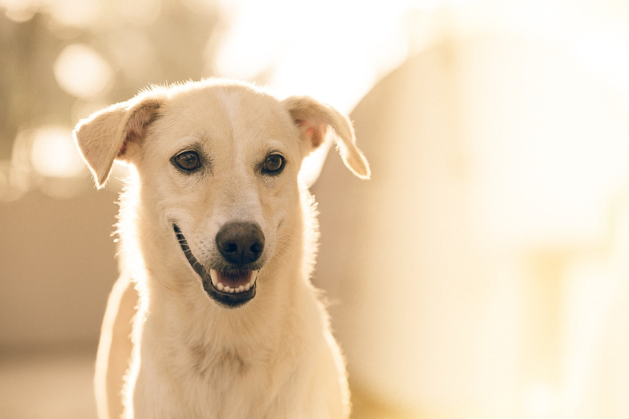 Keeping Your Dog's Teeth Healthy